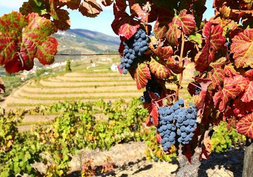 Clusters of deep blue purple grapes on the vine with bright red and green leaves surrounding them, and vineyards on the rolling hills of Portugal's Douro Valley in the background on a sunny day.