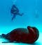 A scuba diver in the Galapagos Islands on a citizen science sustainable scuba dive floats above a sea lion laying on the ocean floor. The water is light teal and blue with good visibility.