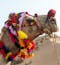 A camel covered in colorful garb is shown in a close up side profile in northern India on a responsible wildlife tour.