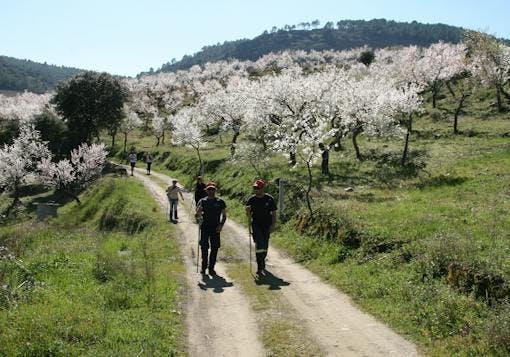 A group of 4 hikers are in the foreground coming down a dirt path toward the camera, with two more following in the background. There is greenery and white-blossomed cherry trees on both sides.