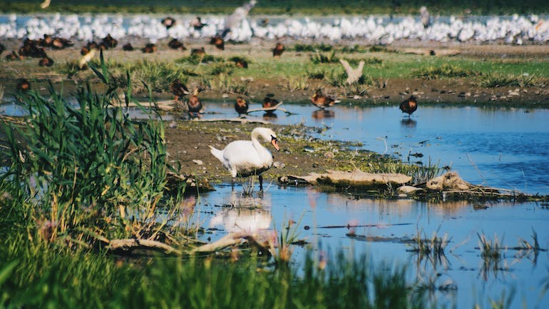 A white bird stands in shallow water in the wetlands and marshes of Romania's Danube Delta, with a flock of black and brown birds in the background, and an even larger flock of more white bird, out of focus, in the far background. There is green marsh grass growing in the foreground and on the lefthand side.