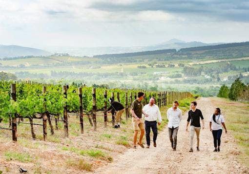 A group of 5 adults are walking through a vineyard, toward the camera, in the Cape Winelands of South Africa. The guide is wearing khaki shorts and a green shirt, and he is facing the other 4 Caucasian men and a Black woman. All 4 other people are wearing white or navy and black. Vines are off to the left with an employee bent over tending to them. Rolling hills are in the background. It's cloudy.