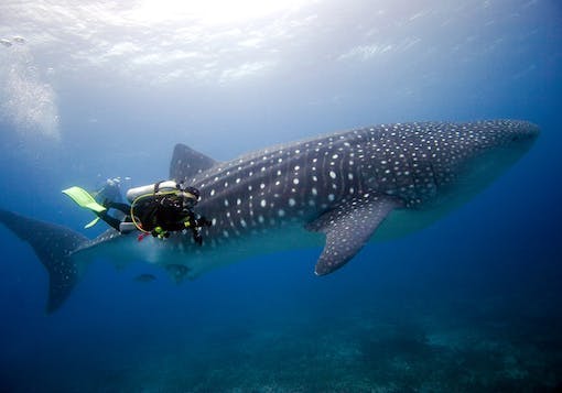 A scuba diver in the Galapagos Islands on a citizen science sustainable scuba dive floats next to a whale shark about 5 times longer than the human. The water has a sun spot coming through the surface and is dark blue by the bottom of the frame.