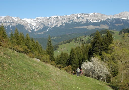 The rolling green hills of Romania's Carpathian Mountains are in the foreground, where there are several hikers heading down a grassy trail. Snow capped hills are in the background.
