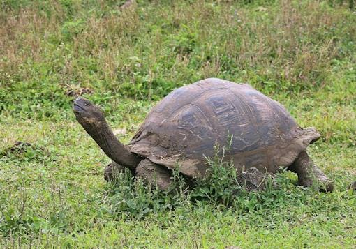 A giant tortoise with his neck extended walks on a grassy ground.