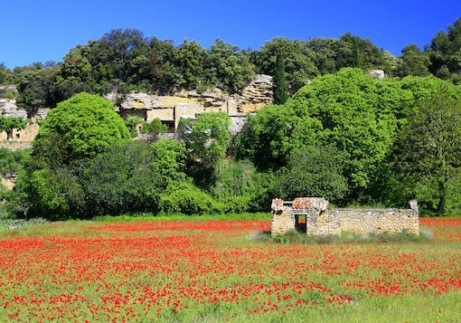 Blooming, bright red wild flowers in the Luberon region of Provence, France are in the foreground. A stone hut is set back in the field, with bright green trees and an old stone wall covered in more lush greenery behind it. The sky is a bright, sunny blue.