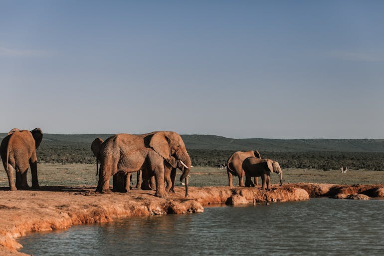 Elephants | Photo by Rachel Claire on Pexels
