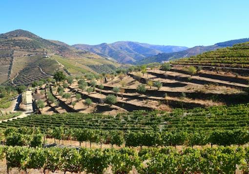 Sprawling green vineyards cover gentle hills in Portugal's Douro Valley on a sunny, blue-sky day.