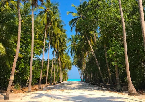 A famous walkway lined with palm trees and ending in bright turquoise waters in Fulhadhoo, in the Maldives.